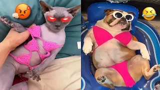 Angry Funny Cats & Dogs That Will Fill You With Happiness #2 🥰