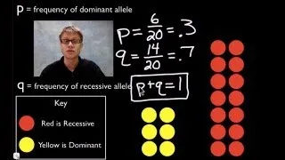 Hardy-Weinberg Equation