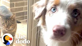 Stray Cat Keeps Joining This Dog's Walks | The Dodo