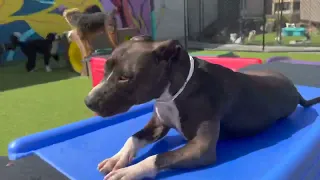 Dog daycare playtime at Wag Atlanta