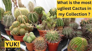 What is the most UGLIEST Cactus in my Collection ? #cacti #cactus