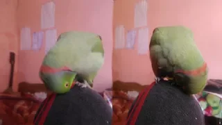 Indian Ringneck parrot Trying to recognize Himself.