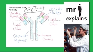 mr i explains: Antibody Structure, How Monoclonal Antibodies are produced and their use in diagnosis