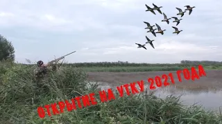 Открытие охоты на утку 2021 года. Море утки, выстрелов и позитива!!! Gorgeous Duck Opening 2021.