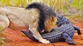 LIONS ATTACK CROCODILE WALKING ON LAND | Wild Stories