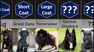 Most Popular Black Dog Breeds