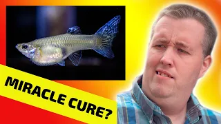 The Truth About Livebearer Disease