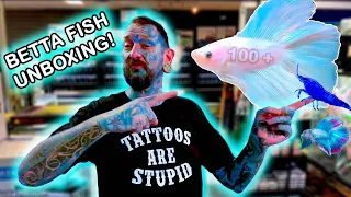 AMAZING BETTA FISH UNBOXING! 100+ !!! Paul's Aquariums