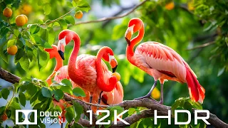 Animal Nature In Dolby Vision 12K HDR 60fps - Relaxing Piano Music