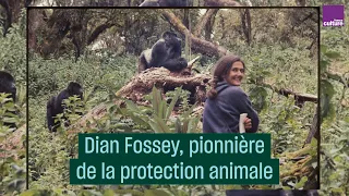 Dian Fossey, pionnière de la protection animale - #CulturePrime