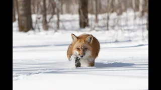 Охота на лису на приваде. Часть первая.