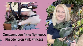 Philodendron Pink Princess Philodendron Pink Princess.