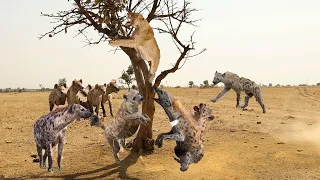 Wild dog Hunting Impala baby, Mother Impala Fail To Protect Her Baby