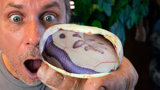 THESE MAY BE THE BEST SNAKES WE HATCHED ALL YEAR!! | BRIAN BARCZYK