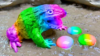 Rainbow Frog Trap - God Apple eats Crocodile, Catfish| Stop Motion Cooking ASMR Funny Experiment