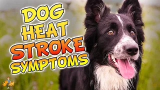 Top 5 Symptoms of Heatstroke in Dogs (don't let your dog DIE!) - Dog Health Vet Advice