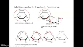 Honors Bio Biochemistry Pt1