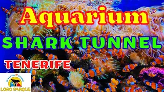 Aquarium, Shark Tunnel in Loro Parque, Tenerife 2022