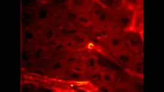 Video: Molecules Moving in Living Cells