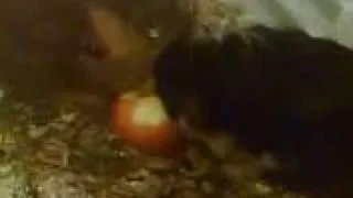 Guinea Pigs Eating Apple Together