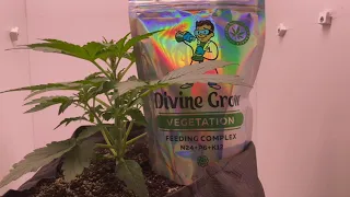 Auto Moon Rock от Divine Seeds. Выращивание конопли от семки до урожая.