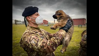 Nuovi cuccioli al Cemivet, eccellenza nazionale