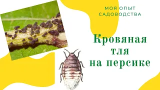 КАК УБЕРЕЧЬ САД ОТ КРОВЯНОЙ ТЛИ / КРОВЯНАЯ ТЛЯ /ДЕЛАТЬ ОСЕНЬЮ ОБЯЗАТЕЛЬНО / МОЙ ОПЫТ САДОВОДСТВА