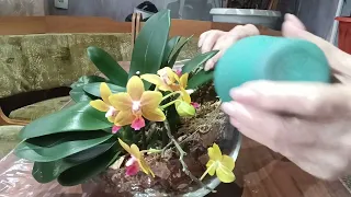 первый полив групповой посадки 3-х орхидей