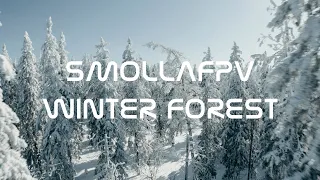 WINTER FOREST/ЗИМНИЙ ЛЕС 4K