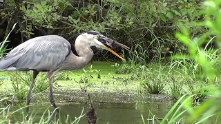 Great Blue Heron Eats Snapping Turtle HQ HD