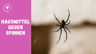 Wirksame Hausmittel gegen Spinnen 🕷