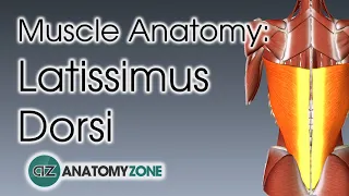 Latissimus Dorsi | Muscle Anatomy