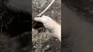 корень умершей сосны посаженый с закрытой корневой системой