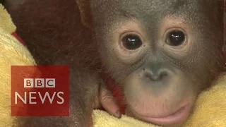 Orangutans at risk in Indonesia fires - BBC News