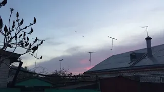 #Pigeons.Посадка бракованных бойных голубей.