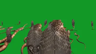 Snakes green screen download now
