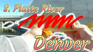 Denver's S. Platte River: Multi Species Exploration