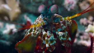 Disneynature Dolphin Reef: Mr Mantis Soam Screen shot