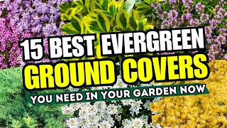 😍🌿 NO MORE BARE SPOTS! Top 15 BEST Evergreen Ground Cover Plants You NEED in Your Garden Now!  😱💚