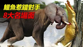 鱷魚惹錯對手的8大名場面，被大象踩死，被老虎咬死！