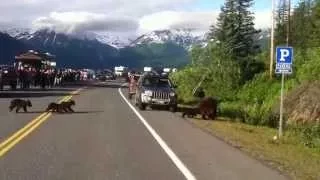 Mama bear and four grizzly cubs Valdez, AK