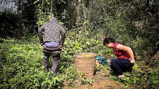 FULL VIDEO || 15 ngày một mình vào trong rừng sâu, thu hoạch lâm sản phụ,bắt cá đem chợ bán