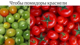 Как зеленые помидоры сделать красными