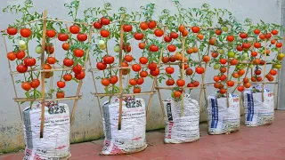 I wish I had known this method of growing tomatoes in soil bags sooner. Tomato very Succulent