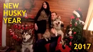 Husky and Malamute on christmas photo shoot  Dogs photo session