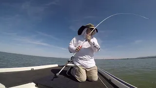 California Delta Striper/Striped Bass Fishing - Late Spring 2020