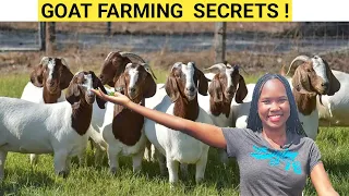 How To START A GOAT FARM at A LOW COST But Maximize Profits! | Buying GOATS