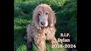 Rest in Peace Dylan, a sad day but rejoice in his journey #cockerspaniel #love #dog #pets #viral