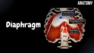 Diaphragm - Origin Points, Openings and Coverings