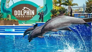 [NEW] Dolphin Adventures (FULL SHOW), SeaWorld San Diego